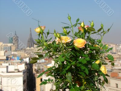 City flowers. Roses