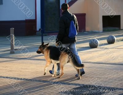 German sheep-dog