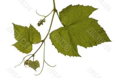 vine stem