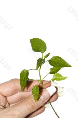 seedling pepper