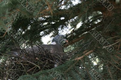 Dove in nest