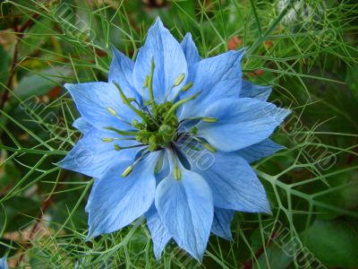 Blue flower