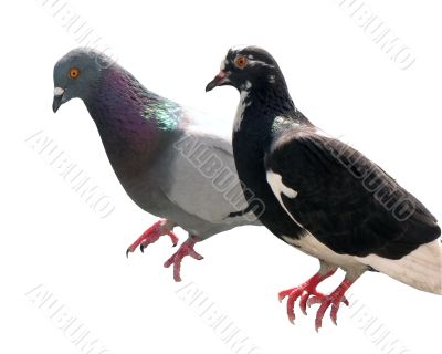 bird pigeon