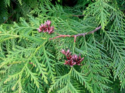 Branches and fruits of a cypress or a thuja