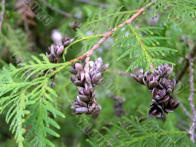 Branches and fruits of a cypress or a thuja