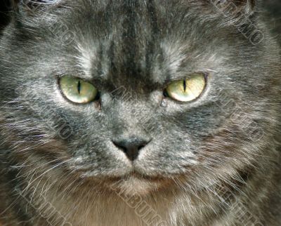 Portrait of a grey cat