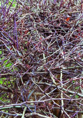 hedge