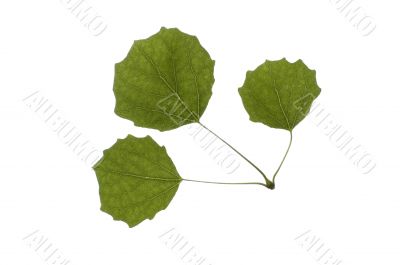 white poplar leaves