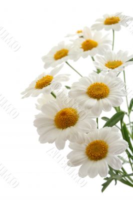 marigold