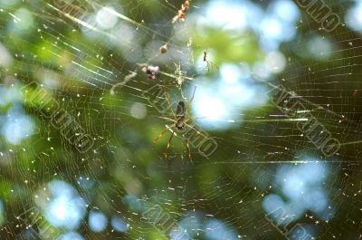 Spider Spider