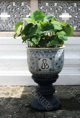 Pot plant Pot plant