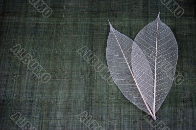 Transparent leaves