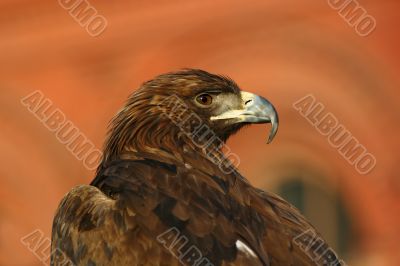 Portrait of an eagle