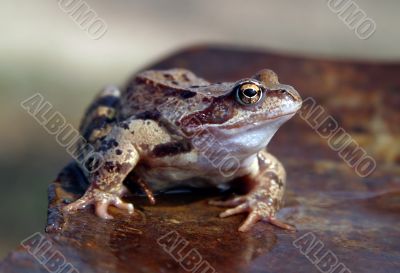 Brown frog