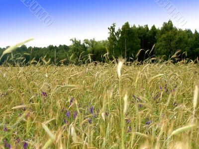 Summer. An ear of wheat on a field.