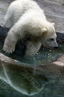 babe polar bears