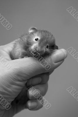 Small hamster