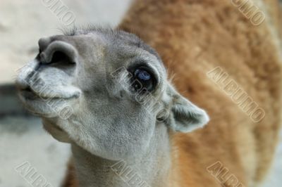Lama Guanaka
