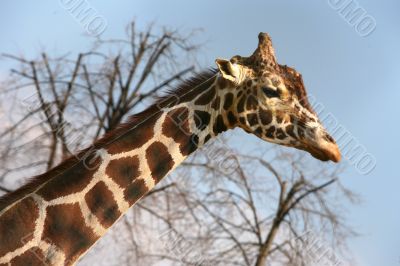 Sad giraffe