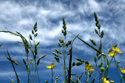 Long grass