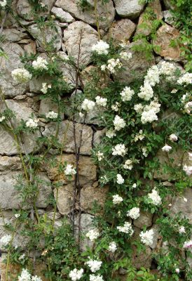 Roses on a stone wall