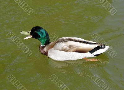 Duck.