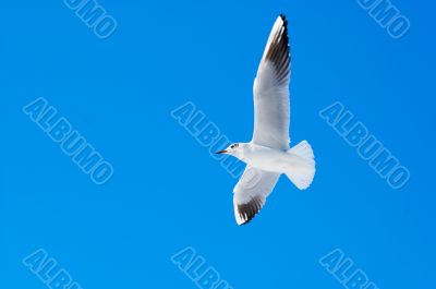 seagull