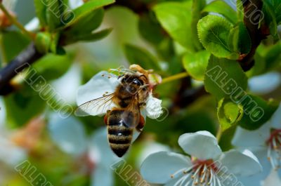 bee and apple flower