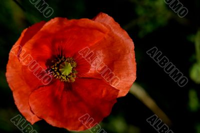 red poppy