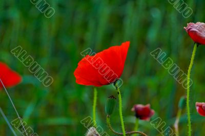 red poppy