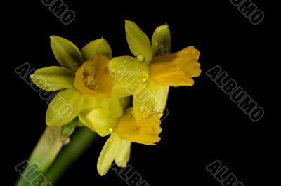 daffodil