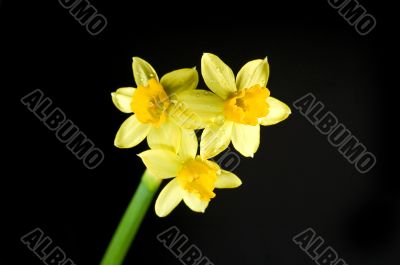 daffodil