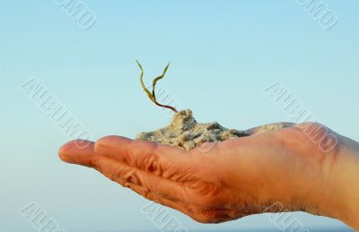 hand and plant