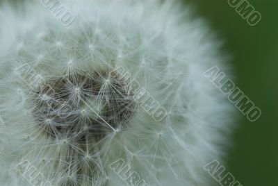 dandelion