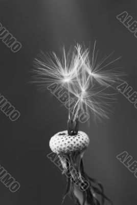 dandelion