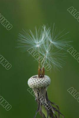 dandelion