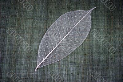 Transparent leaf