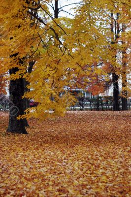 Autumn Autumn