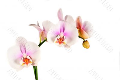 orchid