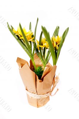 yellow tulip