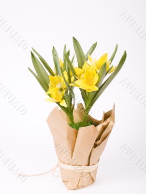 yellow tulip