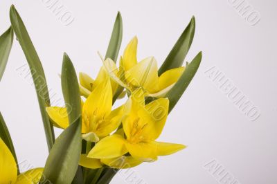 yellow tulip