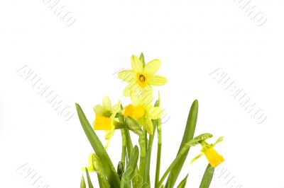 yellow daffodil