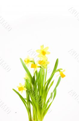 yellow daffodil
