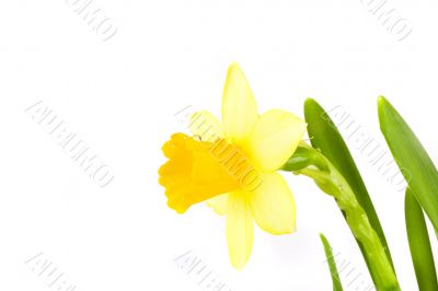 yellow daffodil