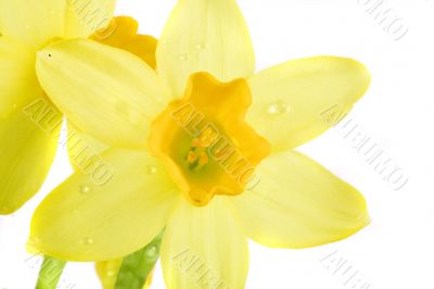 yellow daffodil