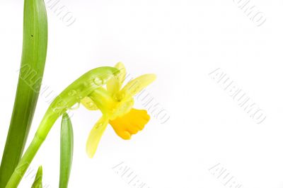 yellow daffodil