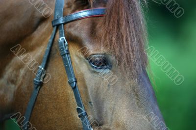 Portrait of the horse