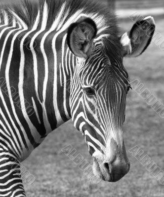 Zebra