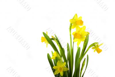 yellow daffodil